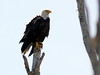Female Bald Eagle 20100330