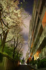 坂道の夜桜