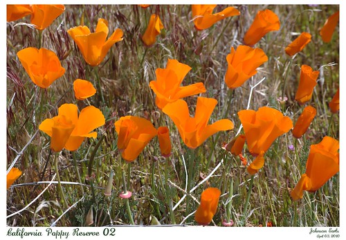 california poppy reserve. Visited the Antelope Valley California Poppy Reserve.
