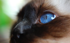 Chat yeux bleu birman