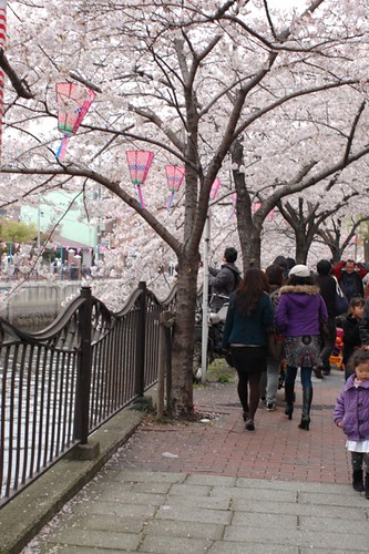 Cherry blossoms Festival