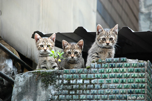 kittens on the roof 