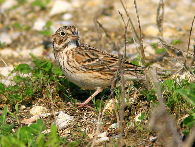 Vesper Sparrow (Pooecetes gramineus) 2- 20100410