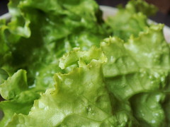 CSA Winter 9: Lettuce