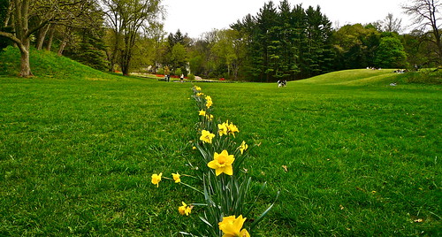 the daffodil line