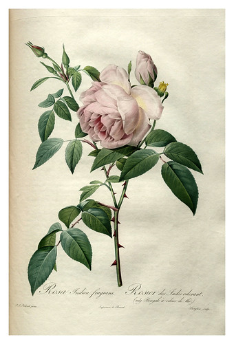 007-Les roses 1817-1824- Pierre-Joseph Redouté