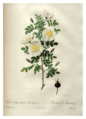 012-Les roses 1817-1824- Pierre-Joseph Redouté
