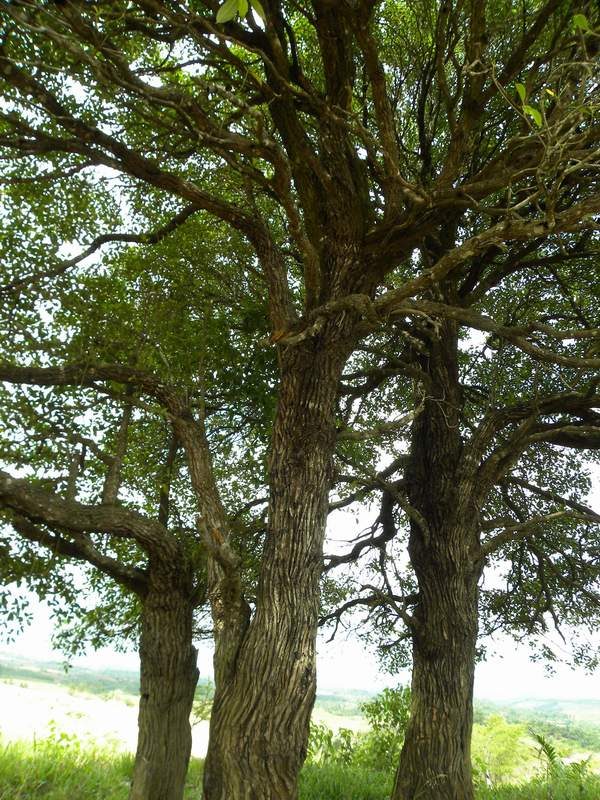當地人稱之為達摩樹，是一種生命力極強的植物。