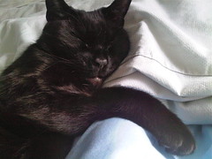 My snuggling cat Neo