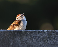 Chipping Sparrow Sing DSC_7783 by Mully410 * Images