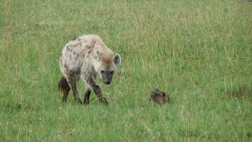 Day 9: Hyena