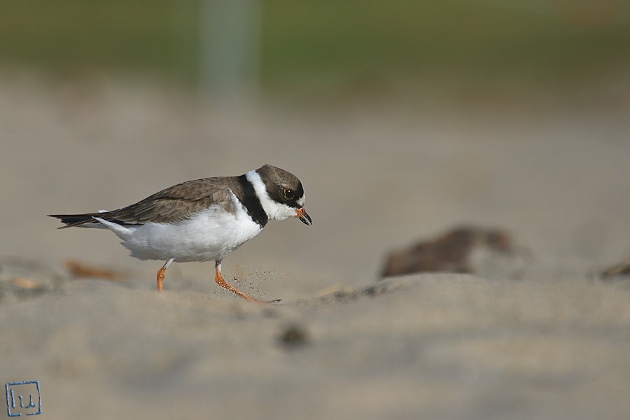 Semipalmated Plover 04101-2