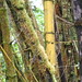 Bamboo and Mosses