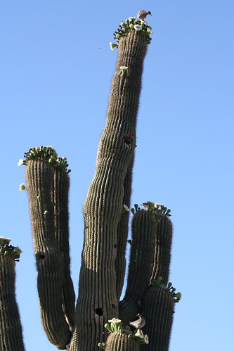 Saguaro bloom week