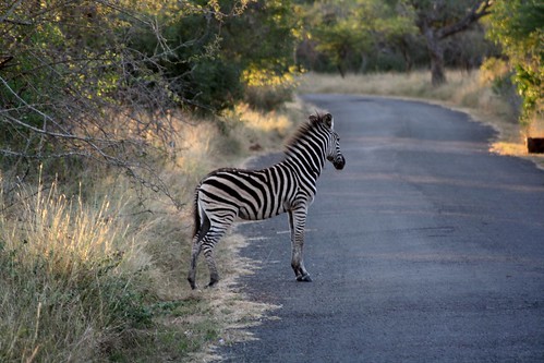 Zebra Crossing ©  Jean & Nathalie