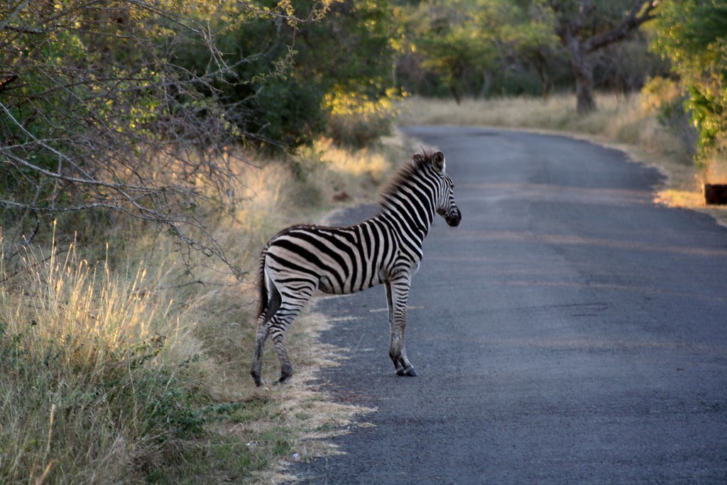 фото: Zebra Crossing