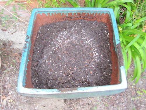 Fill most of the way with dirt-compost mixture