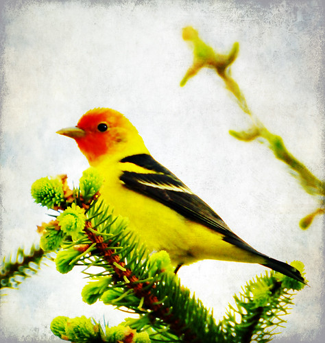 western tanager texture