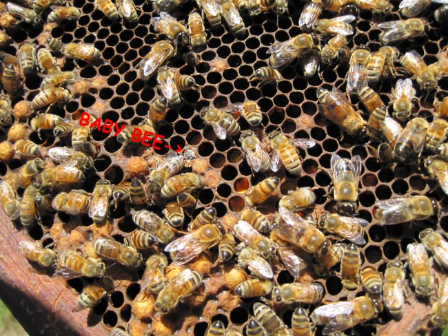 beekeeping 243 (650 x 488)