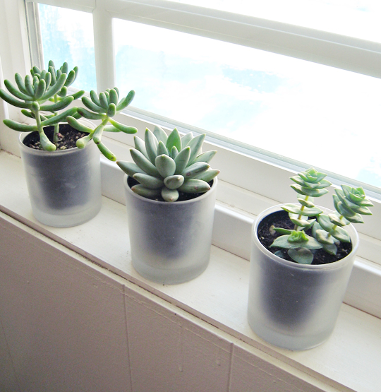 tiny succulents on the window+frosted glade candle jars as vases