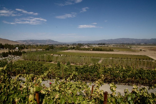 Day Six Viansa Winery Surrounding Landscape