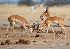 Impala Sparring, Nxai Pan, Botswana