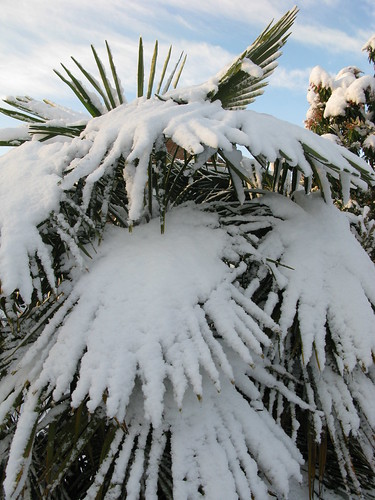 Trachycarpus Fortunei in de sneeuw