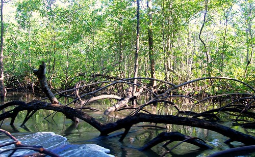 Costa Rica_mangroves