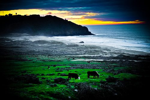 フリー画像|自然風景|海の風景|ビーチ/海辺|牛/ウシ|夕日/夕焼け/夕暮れ|フリー素材|