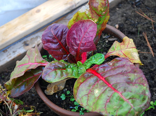 potted chard