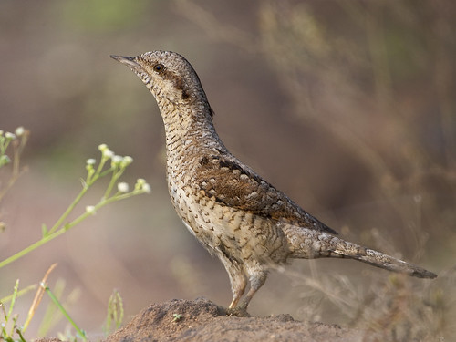 A woodpecker unlike any other - Eurasian Wryneck  [Explored]