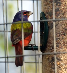 Male Painted Bunting at Feeder