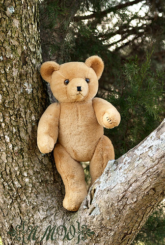 Ted in a tree