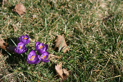 First Flowers of Spring