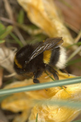 Bombus terrestris | Aardhommel - Buff-tailed bumblebee