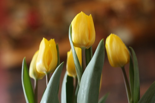 tulips 025