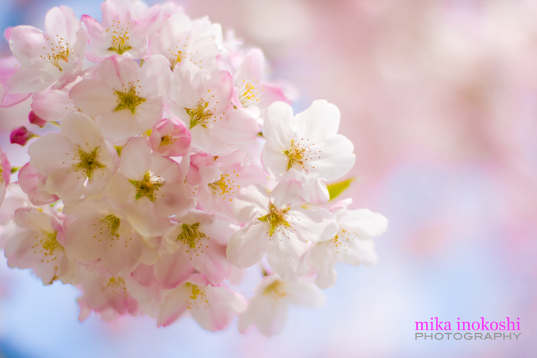 Cherry Blossoms-inspiration - mika inokoshi photography