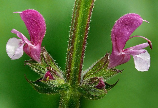 Salvia hierosolymitana #1