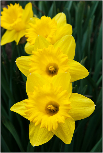 Daffodils 2 (by Silver Image)