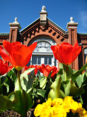 Tulips in front of the Linnean House