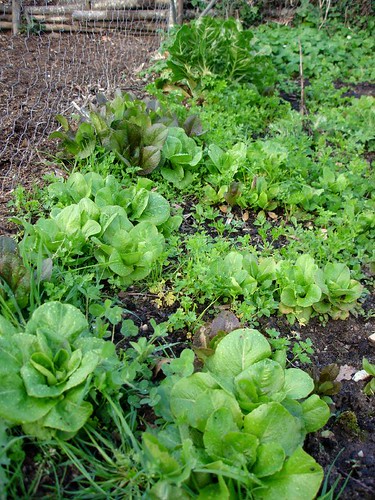 Self seeded lettuce ready to pick