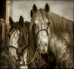 Dirty Horses