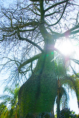 crazy thorny tree in the sun
