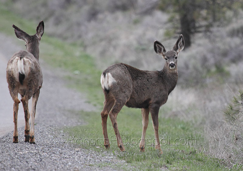 Deer on Hwy 12 (by KansasA)