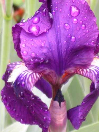 Garden Iris