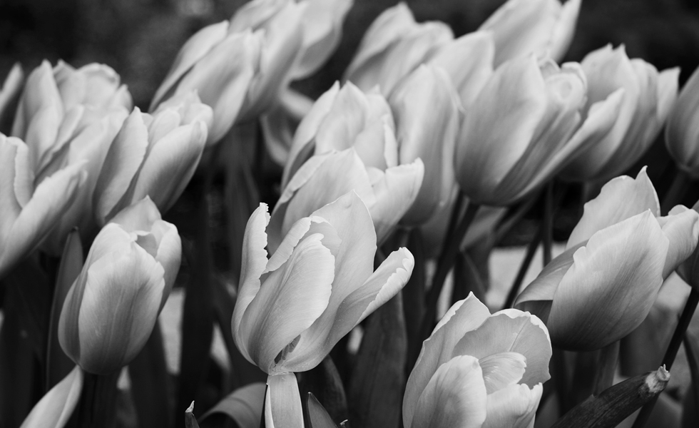 tulip_10blog