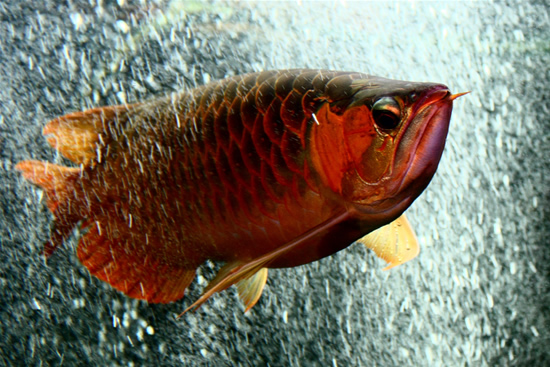 04_Red-Dragon-Fish2