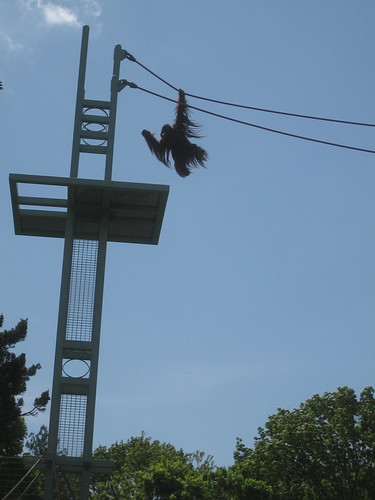 4/27/10-NatlZoo, Orangutan swinging along .