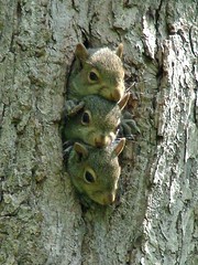 3 Baby Squirrels - Kennerdell