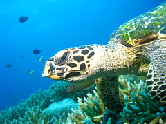 Turtle at Lang Bay
